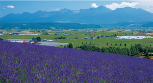 Lavender-Farm