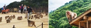 京都景點嵐山猴子公園